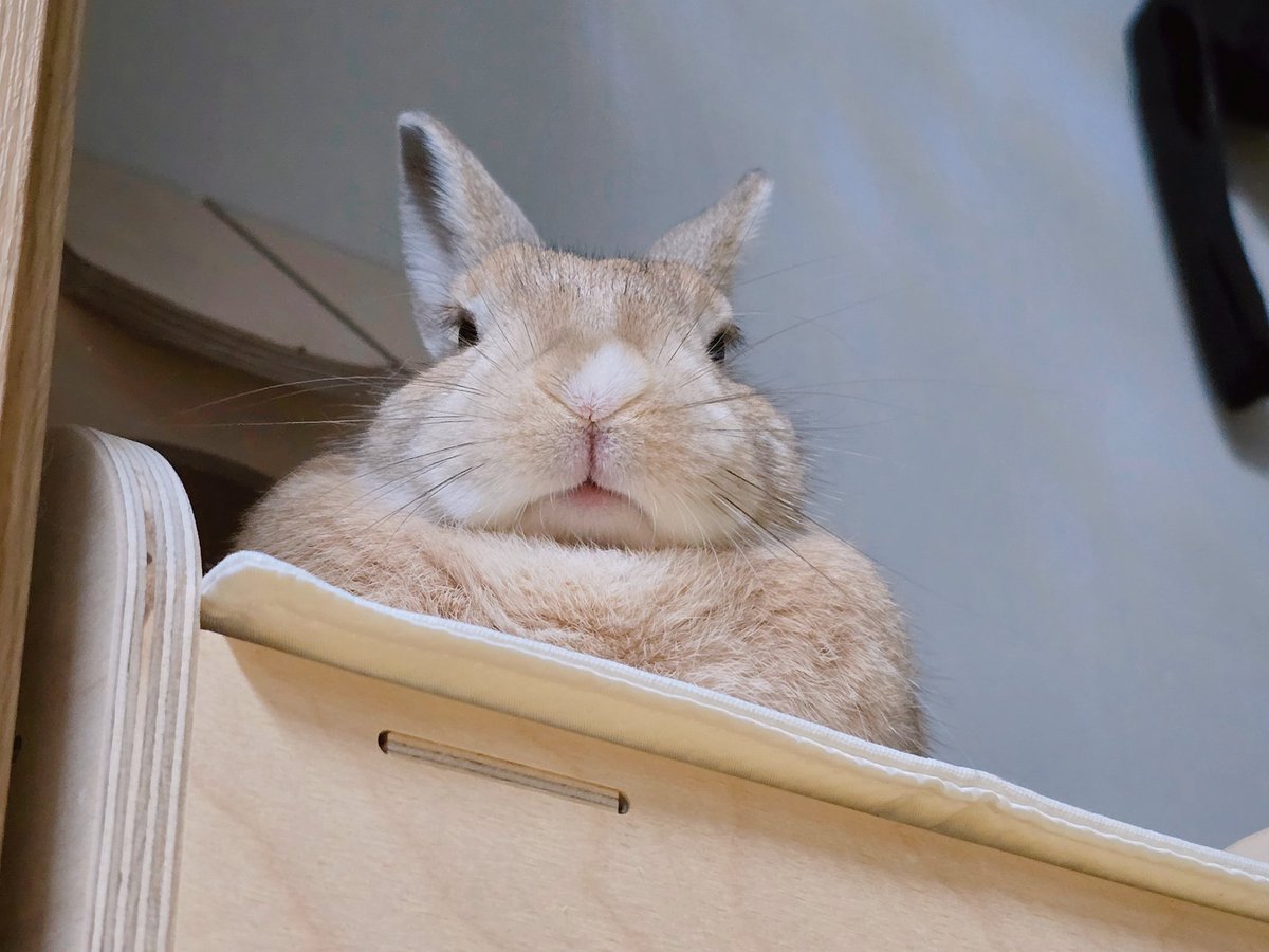 아기토끼 푸딩이 tweet media