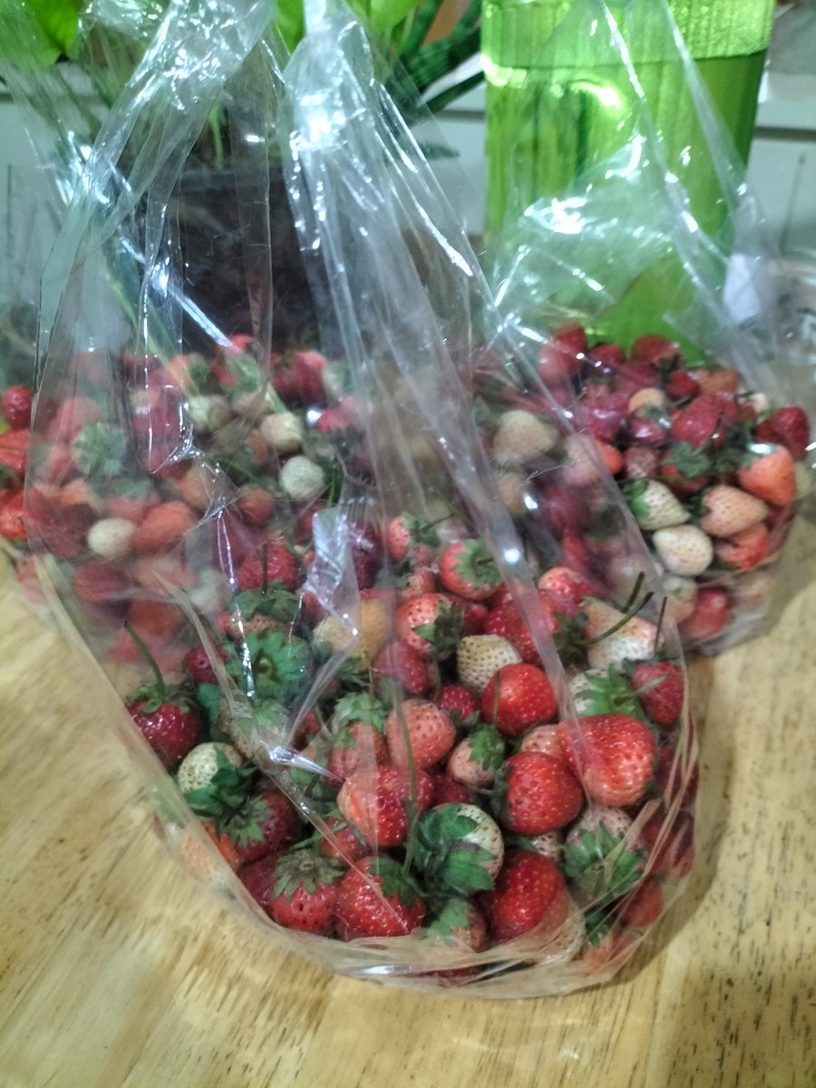 ChrisCsd1's tweet image. #Bangkok #Streetstall #Strawberries Fud was very interested in these bags of 🍓 strawberries we bought from a street stall. We get a lot of fruit &amp;amp; veg there. A great deal, each bag only 95p each, in UK currency!