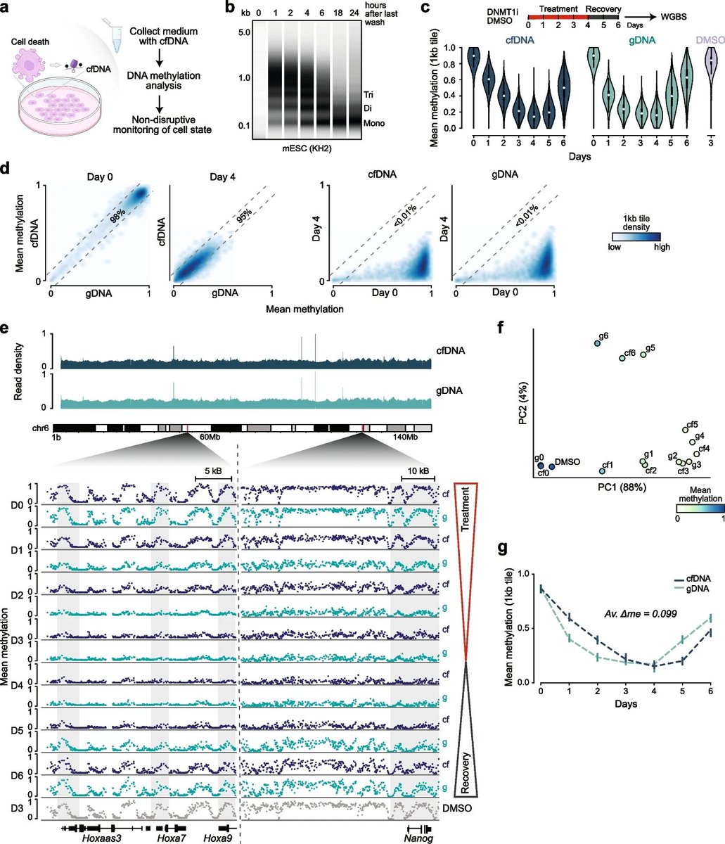 benagen3571's tweet photo. Non-disruptive in vitro monitoring of cellular states with cell-free DNA methylation. #nanopore #cfDNA https://t.co/0nONo3sp56 https://t.co/xi2ywaOHLx