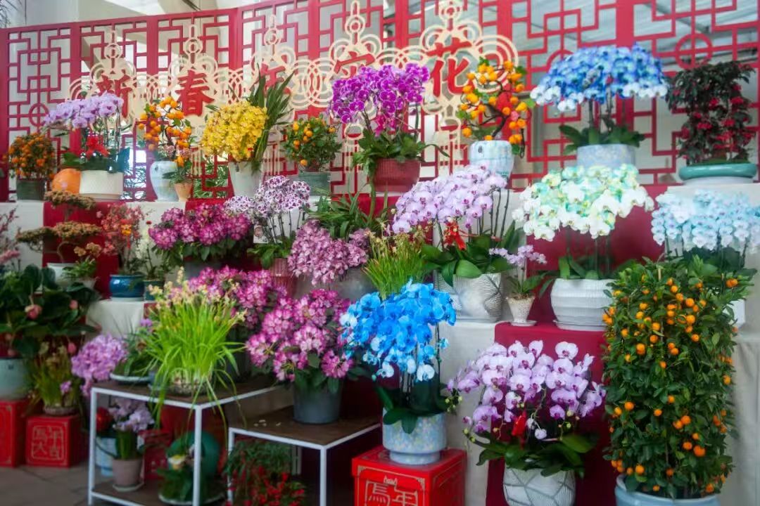 ThisisXiliinGol's tweet image. Celebrate #LanternFestival at Xiliinhot Botanical Garden and immerse yourself in a floral fiesta, where every step reveals a picturesque scene. Come capture the spring vitality! #VisitXiliinGol #SpringBloom 🎇🌷