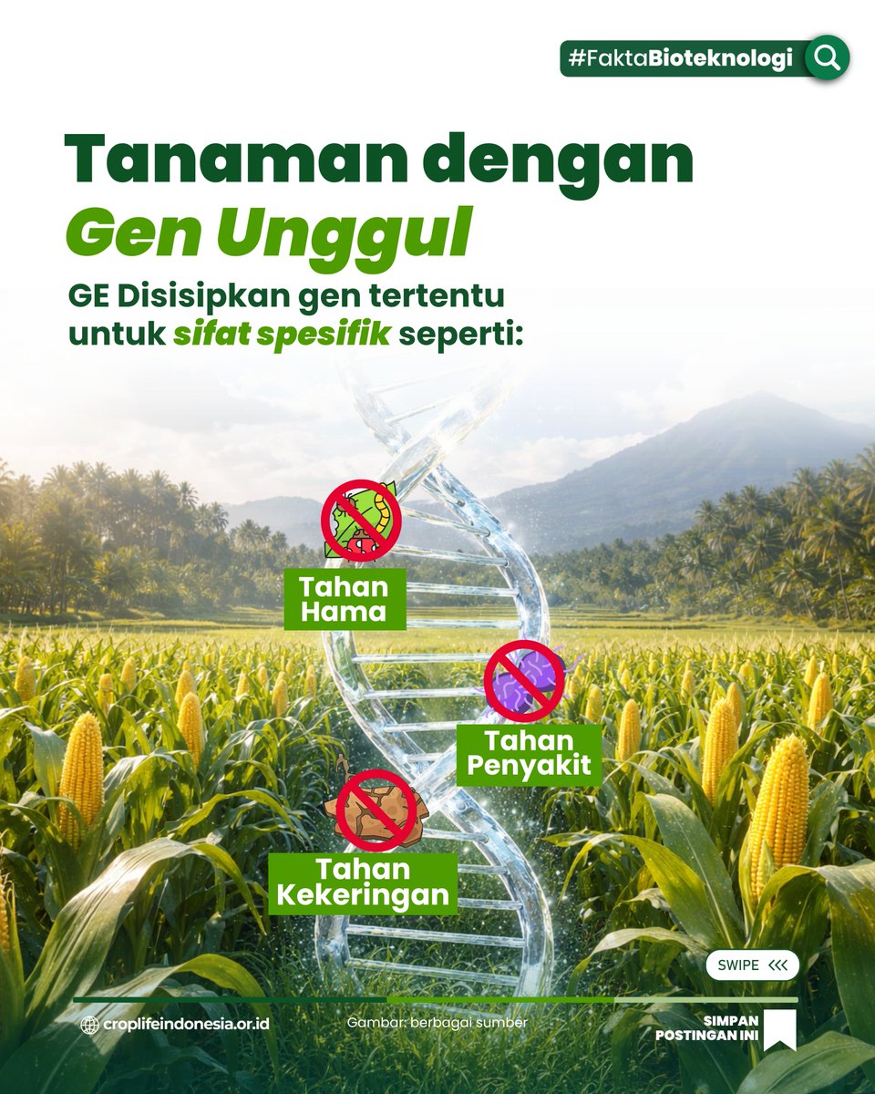 CropLifeIndo's tweet photo. Teknik Rekayasa Genetika (GE) itu apa sih sebenarnya?

#biotech #Bioteknologi #facts #Geneediting #PertanianModern #pertanian #Agriculture https://t.co/tnaXOL8r1S