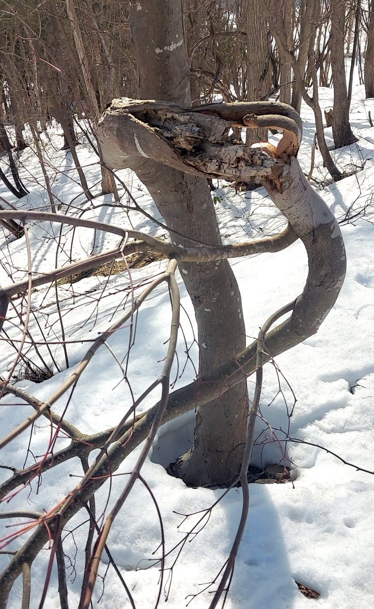 「庭のカエデだかモミジだか、雪で枝が折れて地面まで垂れ下がっていたのは知っていたが」|浅利与一義遠のイラスト