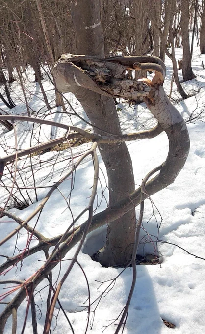 庭のカエデだかモミジだか、雪で枝が折れて地面まで垂れ下がっていたのは知っていたが、良く見たらとんでもない状態で、枝の先が生き続けていた。 ほとんど手品ではないか。