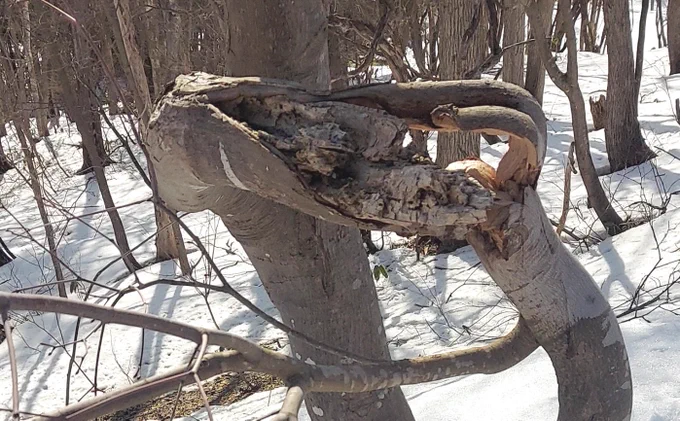 庭のカエデだかモミジだか、雪で枝が折れて地面まで垂れ下がっていたのは知っていたが、良く見たらとんでもない状態で、枝の先が生き続けていた。 ほとんど手品ではないか。