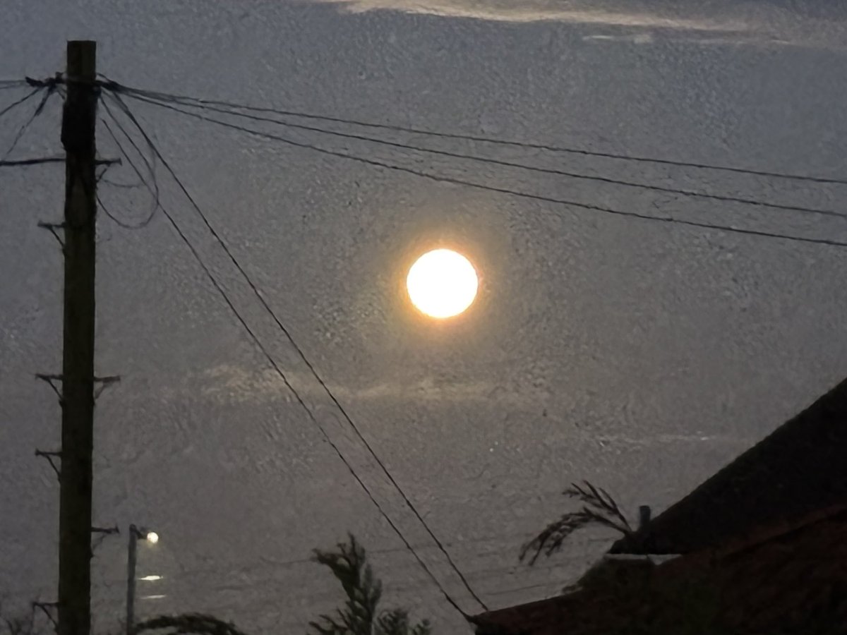 Patricia Young tweet media