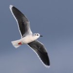 Photo by Dorset Bird Club (@DorsetBirdClub)