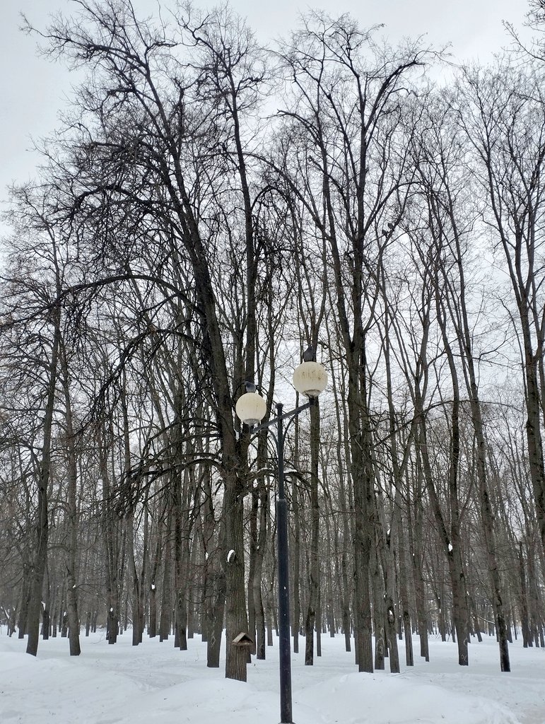 inna68888152's tweet photo. @OurScapes #thicktrunktuesday
#wintertree https://t.co/u8V7yo6hts