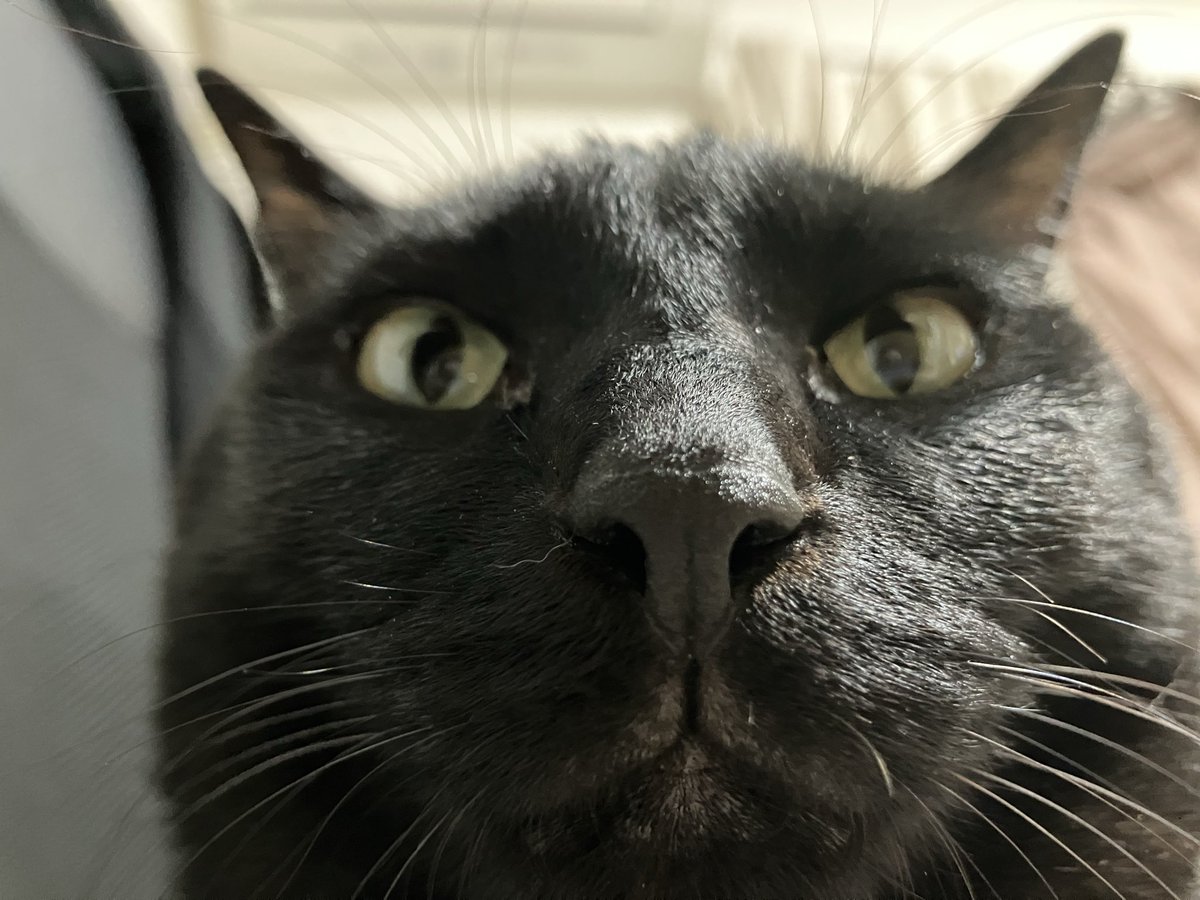 下から見ると、おまんじゅう