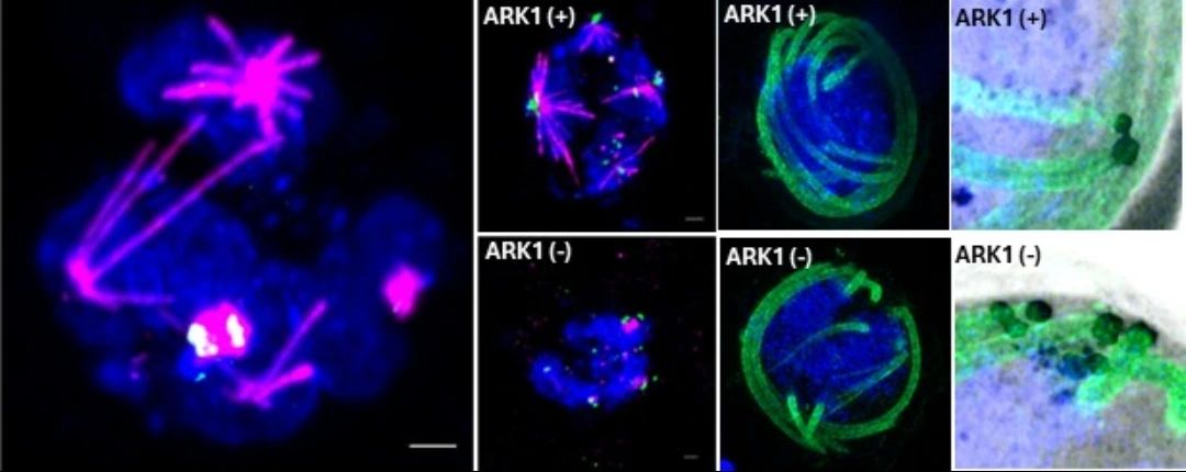 Department of Biotechnology tweet media