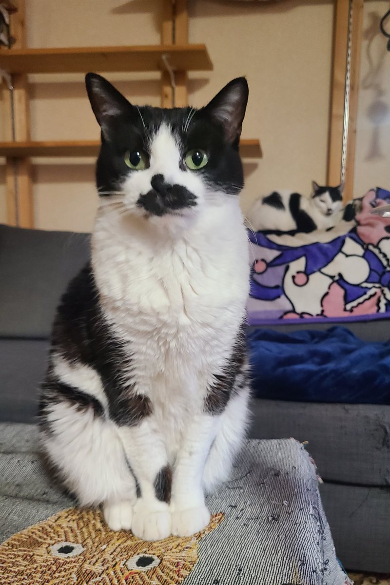 オセロの後ろに、とうふw仲良しはちわれ兄弟猫🐱

#猫  #ねこ  #はちわれ  #はちわれ猫  #オス猫  #cats