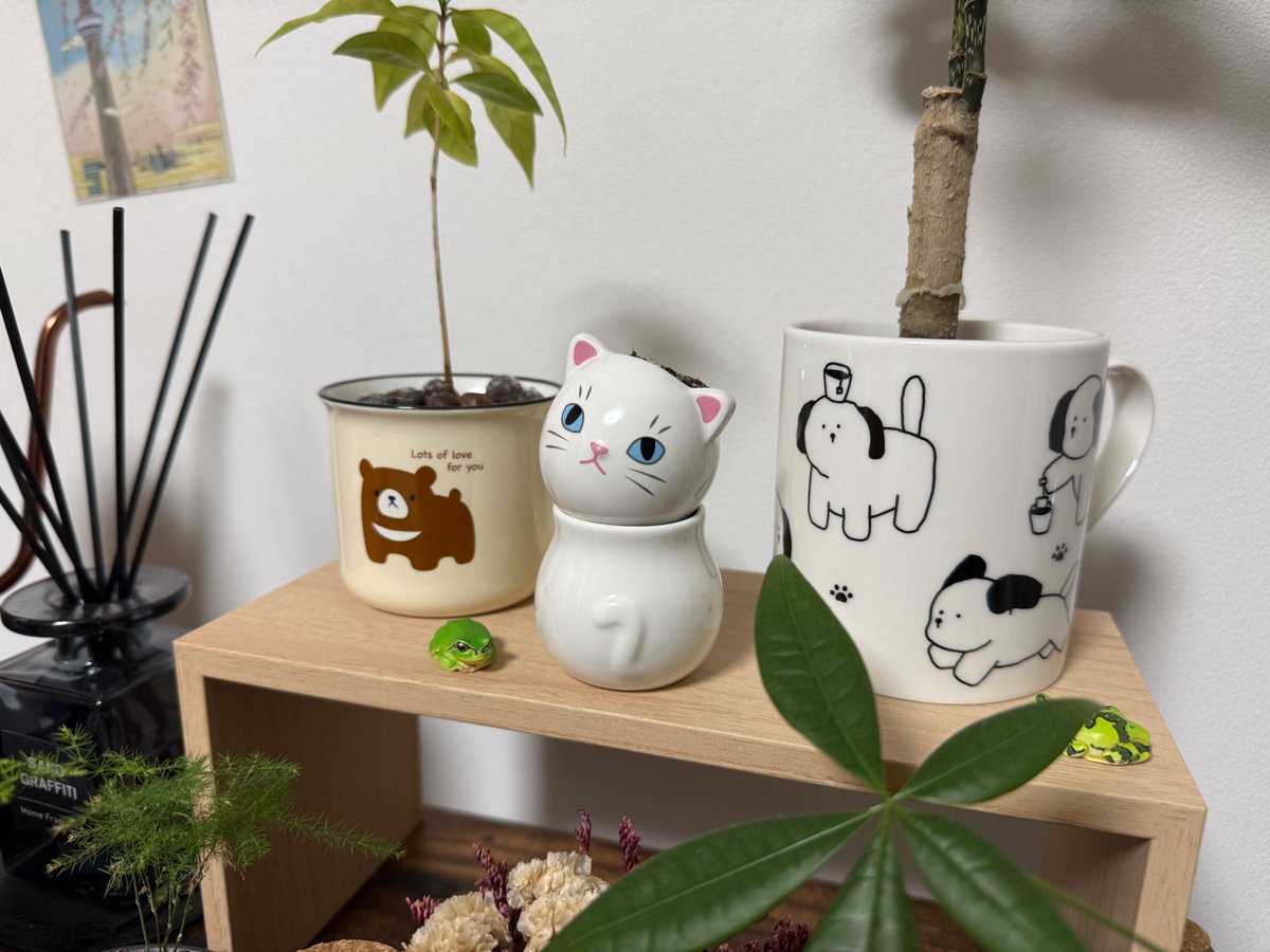 _Hikaru_G's tweet photo. 職場のデスクで育てようと思ったけど、どう考えても植物が育つのには良い環境じゃないから家に連れ帰ってきた🐈 https://t.co/gyLLxt9R2e