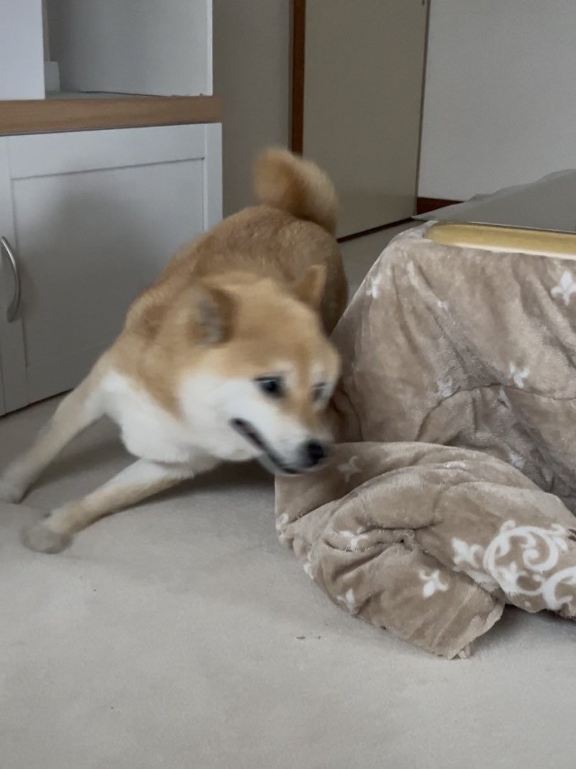 にょろとも。 (@tomo_nyoro3) / Posts / X