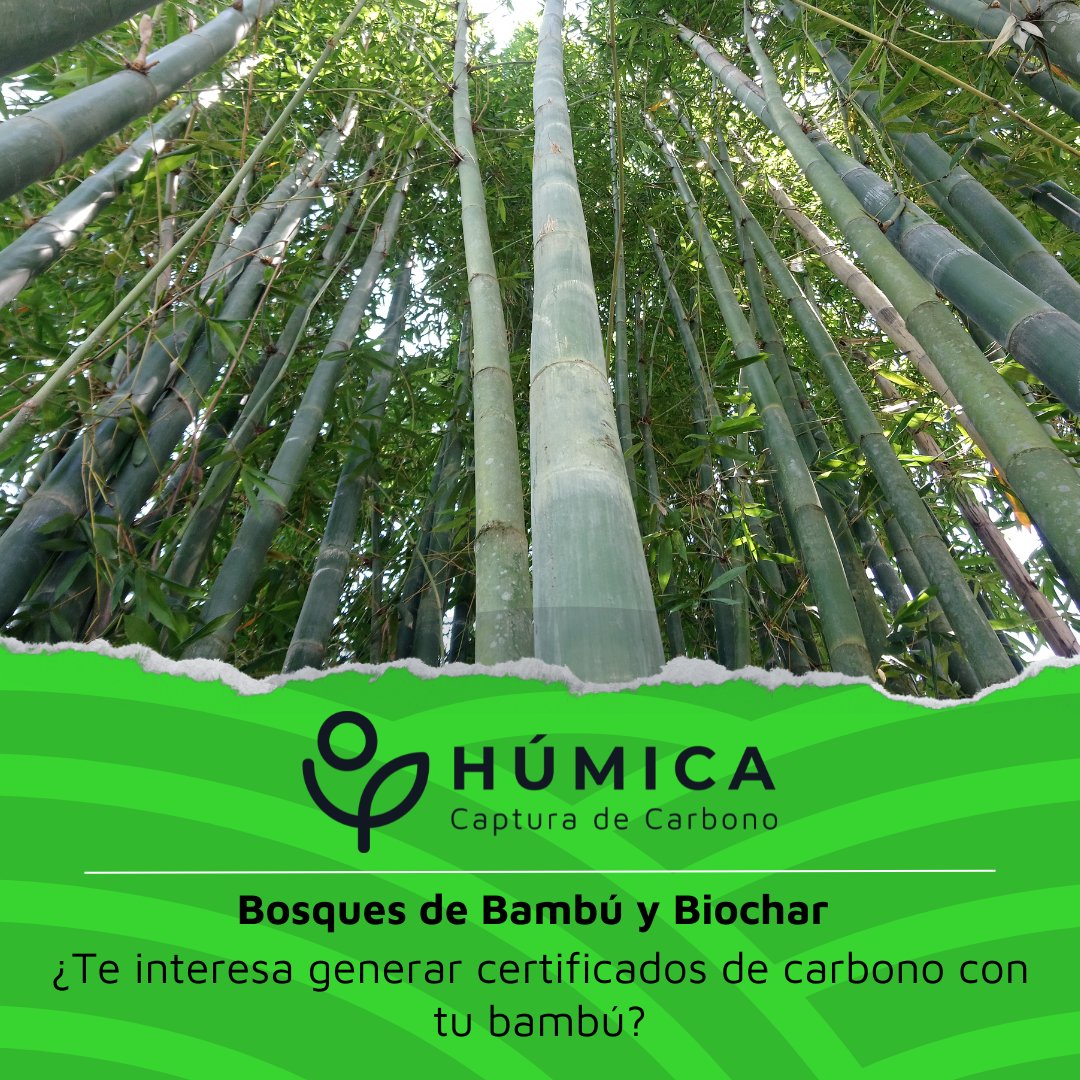 Humica_MX's tweet photo. 🌱 Bosques de Bambú y Biochar

Buscamos productores de bambú en la Sierra de Puebla para integrar un padrón regional (50–100 ha) y participar en un programa piloto de producción de Biochar

📍 Cuetzalan
📲 Registro por DM
#Bambú #Biochar #SierraNorte #AgriculturaRegenerativa https://t.co/xts3diBnW8