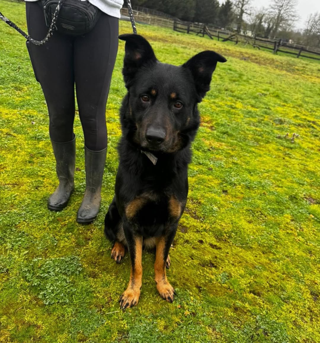 Animal Adoptions UK 🐕‍🦺🐈🐎❤️ tweet media