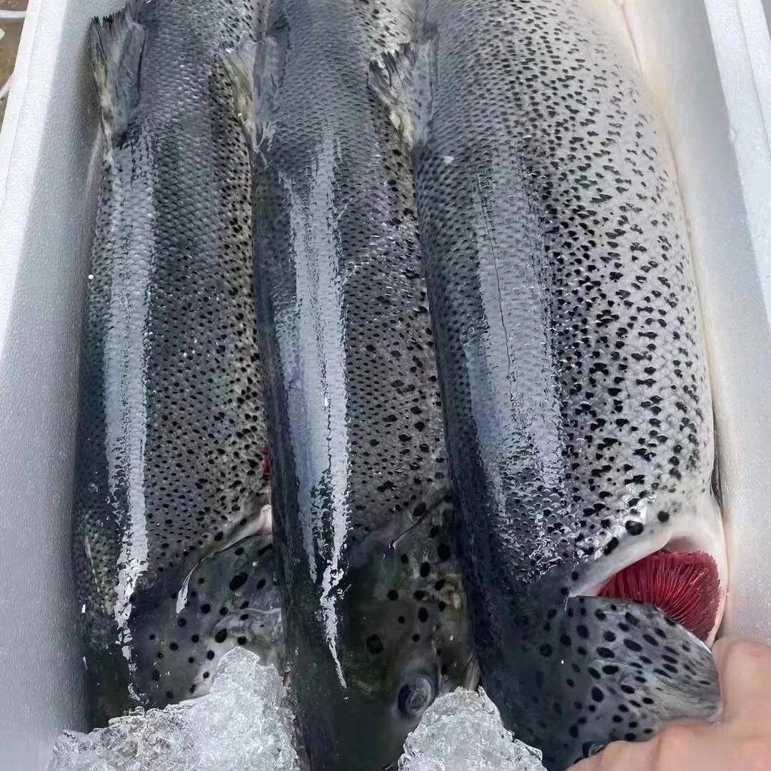HzRufan's tweet photo. 最も新鮮な食材こそ食べ物の最高級のおいしさを引き出すことができて、本当にサーモンの味が大好きで、いろいろな作り方でも、私の味蕾を満足させることができます
#サーモン

#シーフード
#日曜日 #調理する https://t.co/2LqV6xnPCx