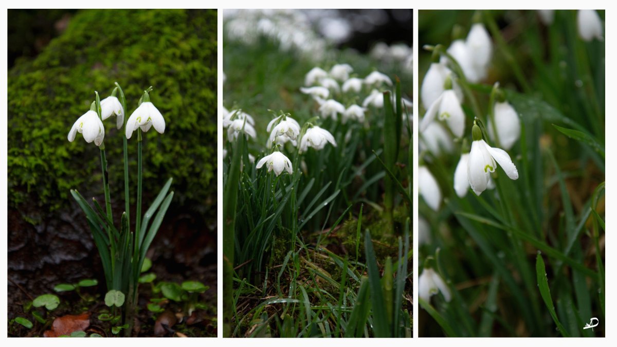 Welly Pictures tweet media