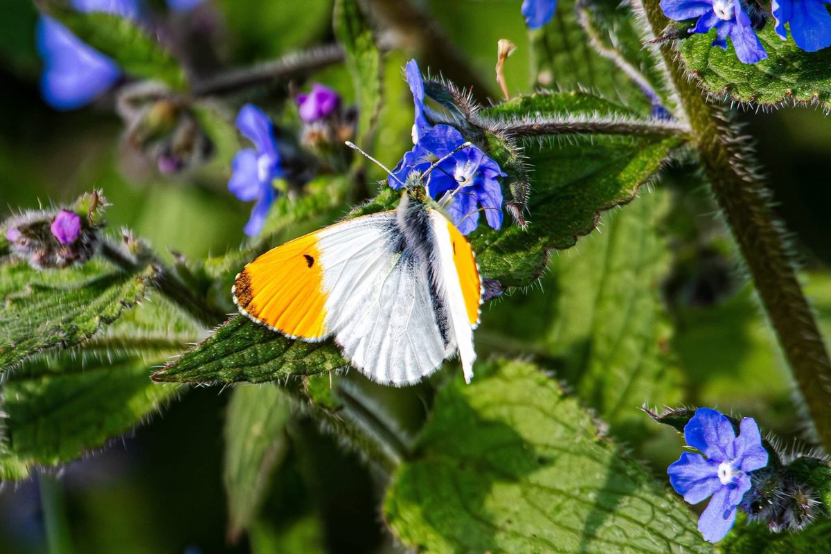 It’s #WorldWildlifeDay2026 
A day to celebrate life in all its rich, diverse &amp; amazing forms &amp; raise awareness of the need to protect and preserve all species on Earth

It’s a sobering fact, but in the last 50 years – since the widespread adoption of factory farming – the total