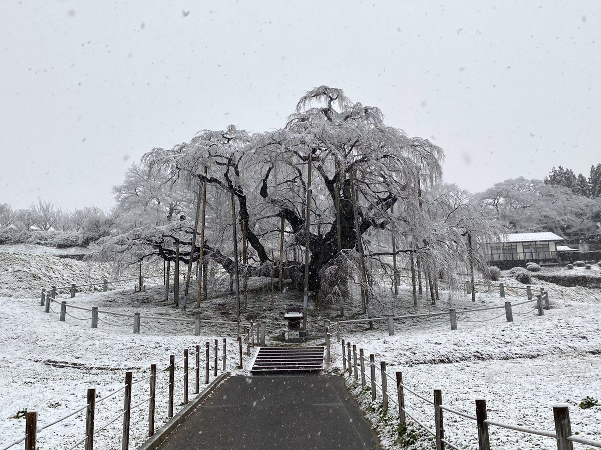 雪の降る三春滝桜