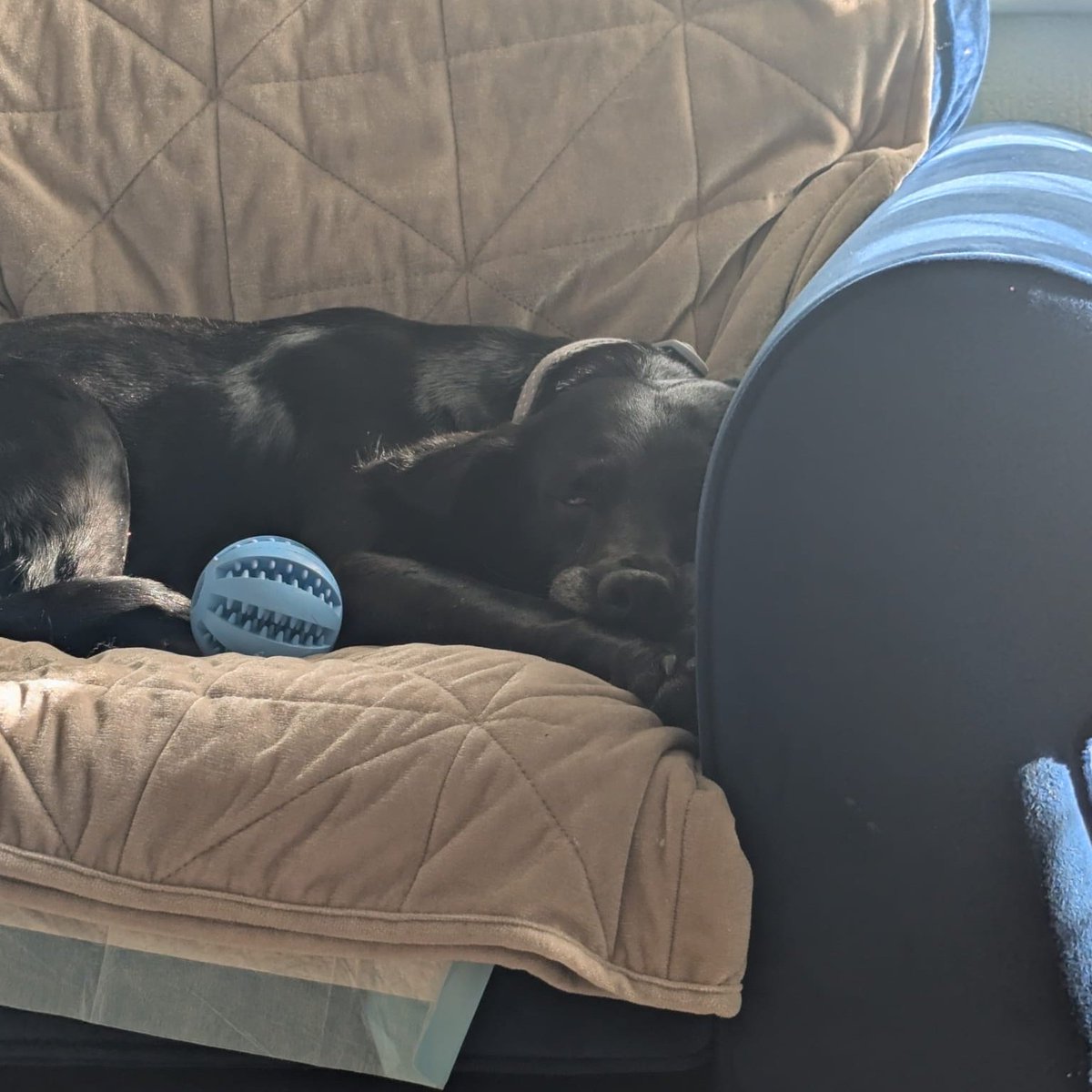 millypod1's tweet photo. JADE IS HOME. THANKS FOR RT's ๐๐๐พ
๐2 MAR 2026 #Lost Jade #ScanMe
Labrador Cross Female
West Lavington Fields #SN10
County #Devizes #Wiltshire https://t.co/aA7Ilmc7Tn https://t.co/vv9ssGliWe
