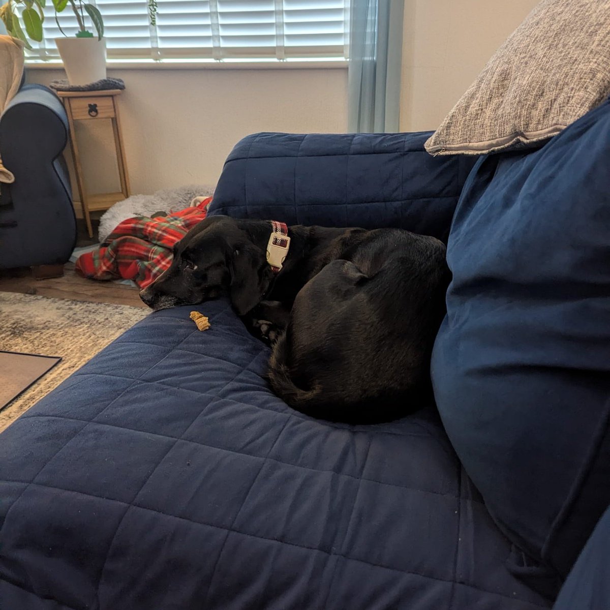millypod1's tweet photo. JADE IS HOME. THANKS FOR RT's ๐๐๐พ
๐2 MAR 2026 #Lost Jade #ScanMe
Labrador Cross Female
West Lavington Fields #SN10
County #Devizes #Wiltshire https://t.co/aA7Ilmc7Tn https://t.co/vv9ssGliWe