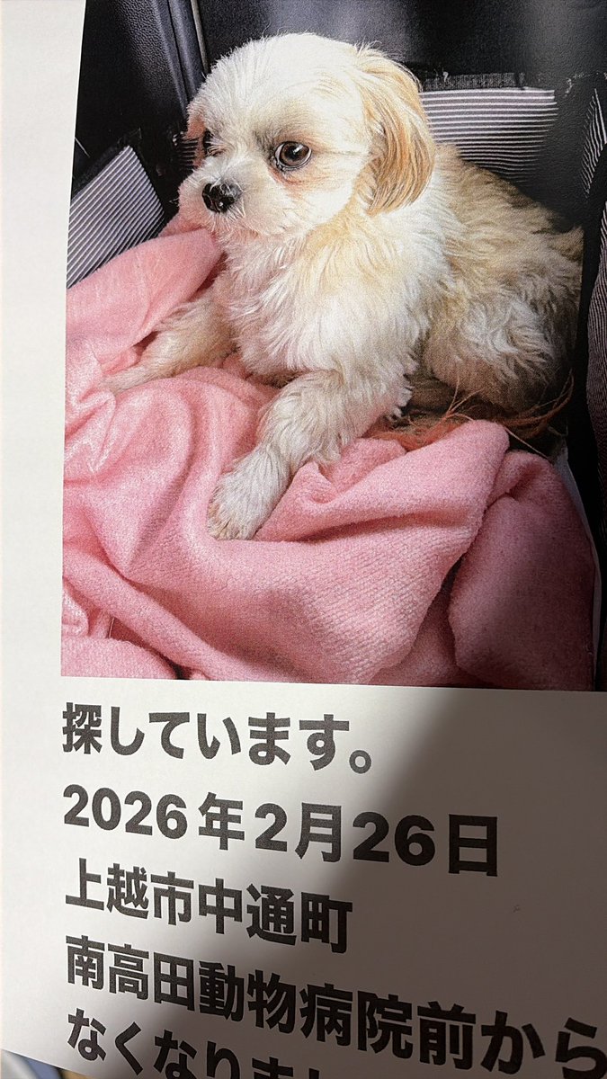 動物病院へ届けてきました。
何も今のところ、姿を見たとか連絡ないそうでした。　#迷い犬　#シーズー　#上越市　#中通町