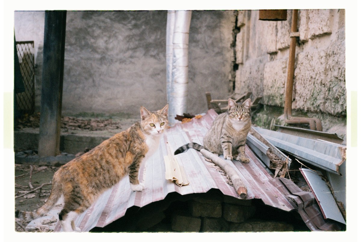 occasional_dreamer tweet media