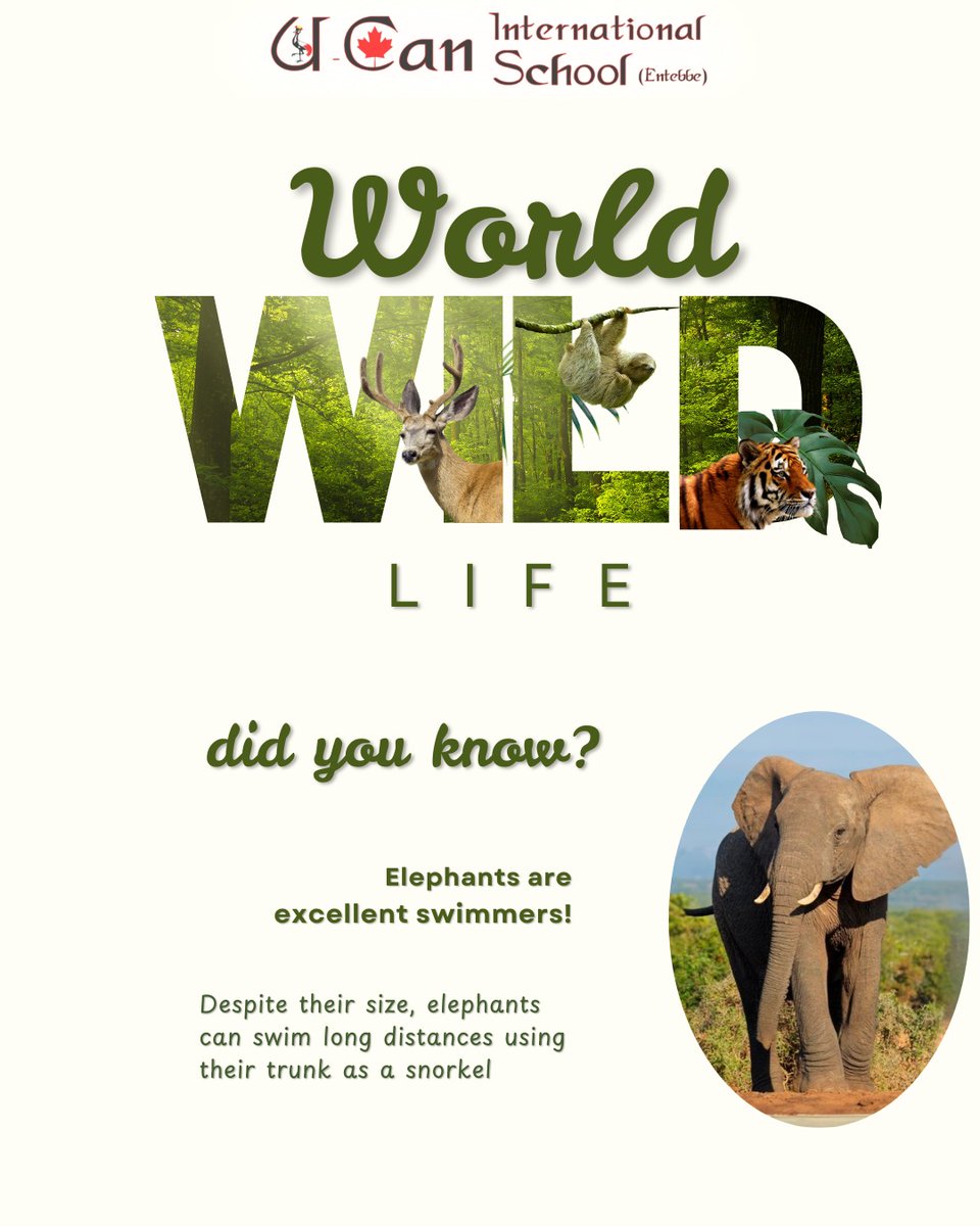 ucaninterna's tweet photo. #WorldWildlifeDay raising awareness of the world's #fauna and #flora #WildlifeInAction @Ugandawildlife @NPCA 
https://t.co/9OyZz0Cq1j https://t.co/Wy2JiQj77b
