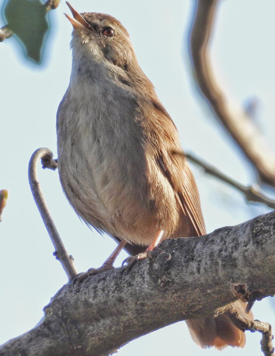 Pajarines tweet media