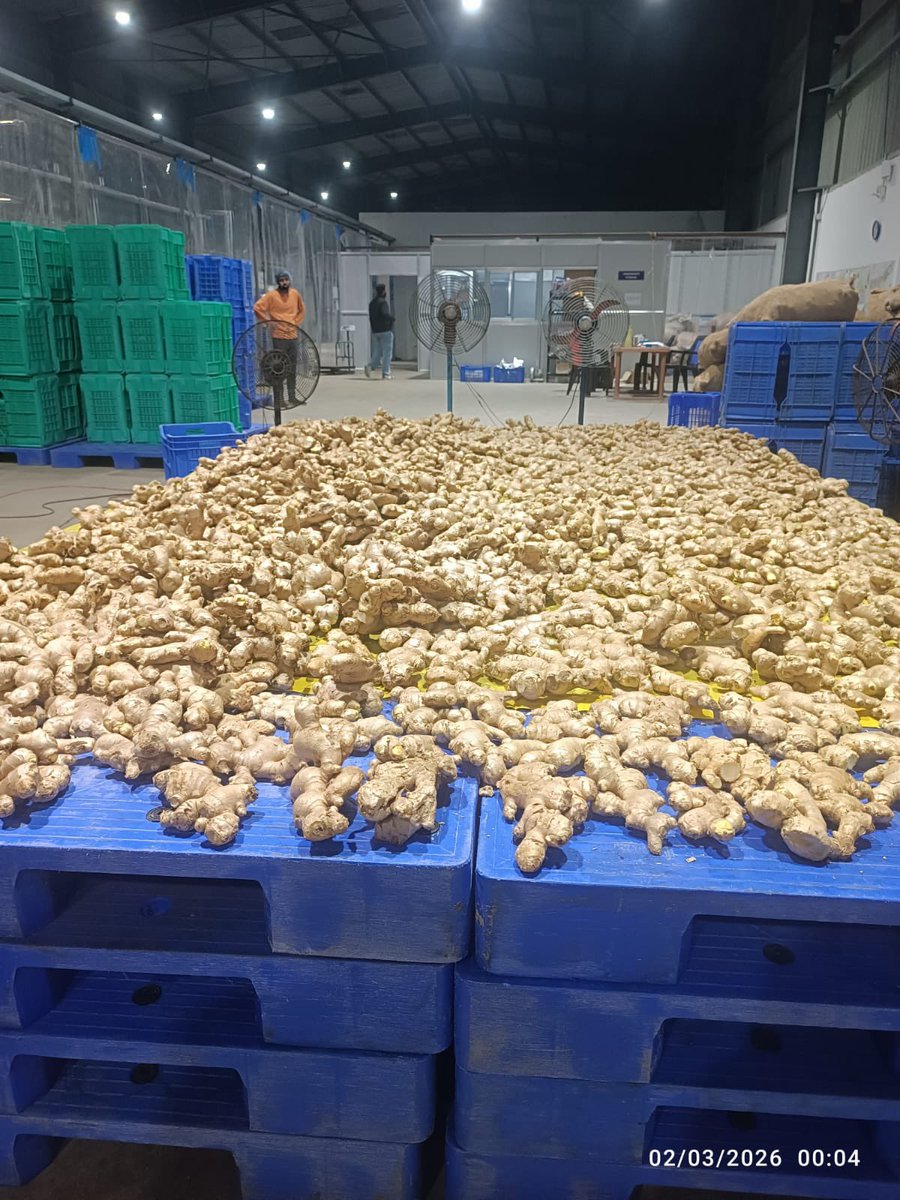tarunchughbjp's tweet photo. A proud moment for India’s agricultural sector!

The inaugural 1.2 metric ton export of GI-tagged ginger from Karbi Anglong in Assam to London signals a significant leap for our agri-exports.  

Guided by the leadership of @NarendraModi ji, the commitment to link farmers with international markets is truly transforming #VocalForLocal into #LocalToGlobal.  

Thanks to the consistent efforts of Agricultural and Processed Food Products Export Development Authority, the Northeast’s unique produce is earning global acclaim, delivering greater returns to our dedicated farmers.