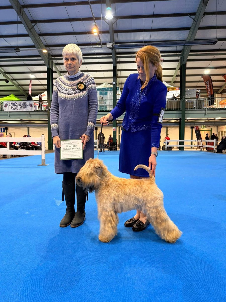 Silkcroft's tweet photo. Well done CHAMPION Keane π΅οΈ
Nice to see your Champion title confirmed
Keane is our 18th UK SCWT Champion π
#wheaten #wheatenterrier #scwt #superkennel #dogsofinstagram @ukplushpuppy https://t.co/biswfysz52