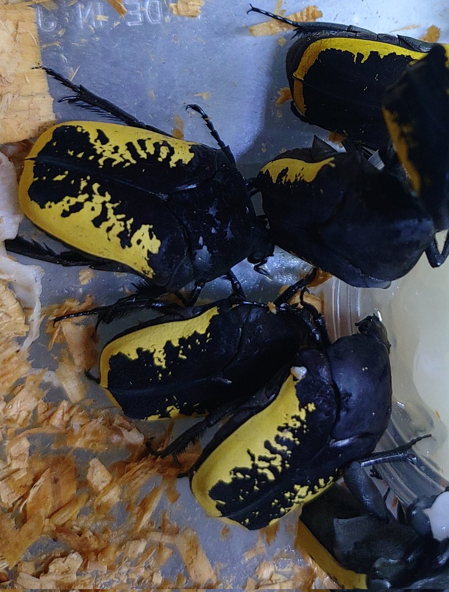 ペッツワン城山店　アクア小 tweet media