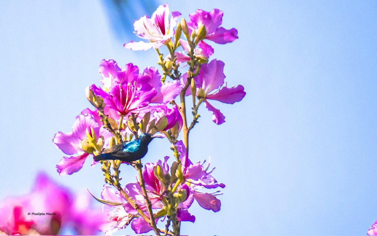 prodiptamaulik's tweet photo. Nature is the original artist 🎨
On this beautiful blend of Holi 2026 and World Wildlife Day 2026, let’s remember — the forests are the canvas, rivers are the brushstrokes, and every flower, bird, and wild soul is a splash of living color. 🌸🦋🦜🌍
#Holi2026 #WorldWildlifeDay https://t.co/VCjs2YNMgM