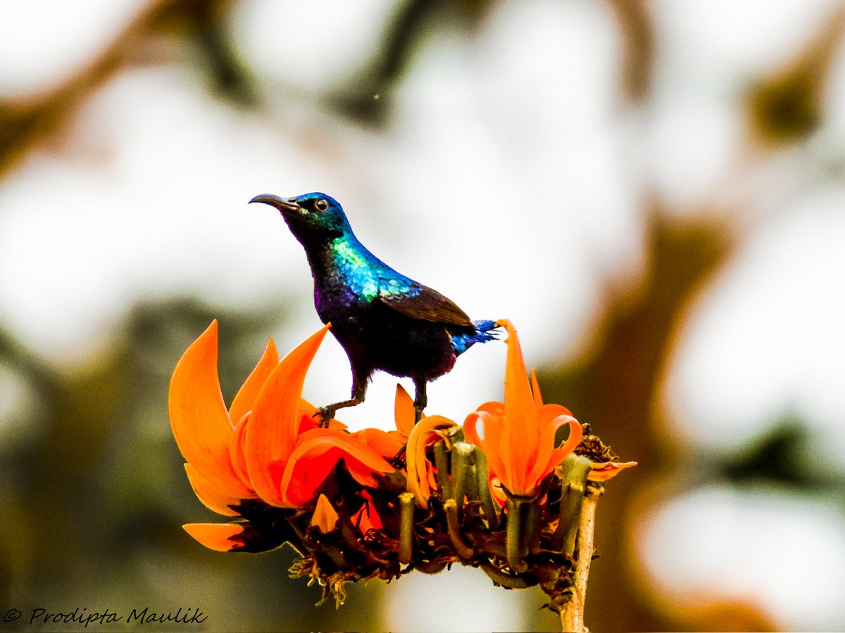 prodiptamaulik's tweet photo. Nature is the original artist 🎨
On this beautiful blend of Holi 2026 and World Wildlife Day 2026, let’s remember — the forests are the canvas, rivers are the brushstrokes, and every flower, bird, and wild soul is a splash of living color. 🌸🦋🦜🌍
#Holi2026 #WorldWildlifeDay https://t.co/VCjs2YNMgM