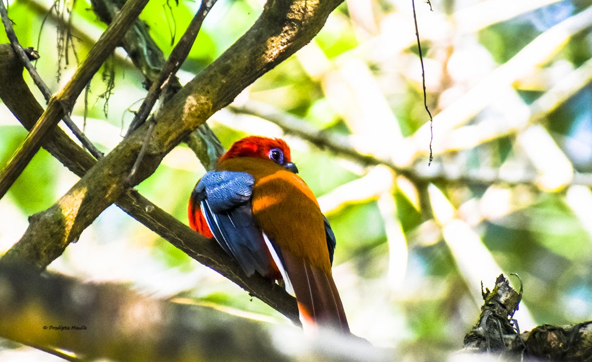 prodiptamaulik's tweet photo. Nature is the original artist 🎨
On this beautiful blend of Holi 2026 and World Wildlife Day 2026, let’s remember — the forests are the canvas, rivers are the brushstrokes, and every flower, bird, and wild soul is a splash of living color. 🌸🦋🦜🌍
#Holi2026 #WorldWildlifeDay https://t.co/VCjs2YNMgM