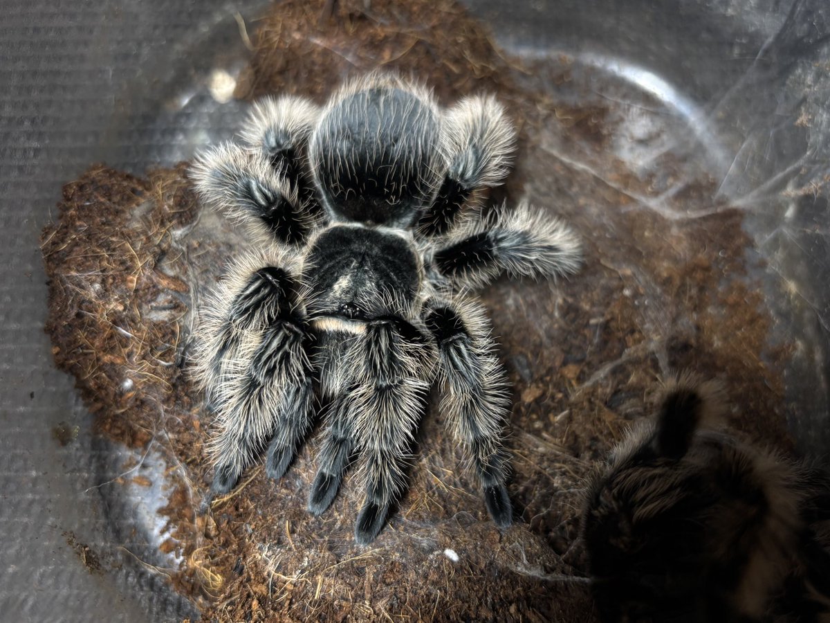 Kuri_tarantula's tweet photo. Tliltocatl albopilosus ♀
カーリーヘアー

脱皮
テカテカモサモサに磨きがかかりました。
入門種的な立ち位置の蜘蛛ですが飼ったらわかる、綺麗な蜘蛛ですやん。 https://t.co/JdpmpbZkcl