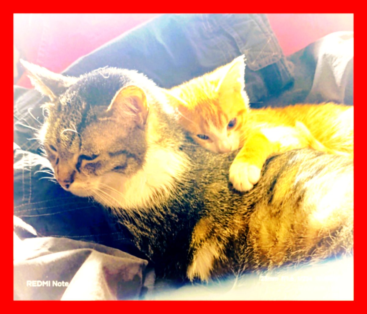 lenabel090909's tweet photo. @AdnanBiscevic mi smo u fazi kad nas je prihvatila starija sestra....pa sad kuliramo k*o veliki😽 https://t.co/ysbCtgCQau