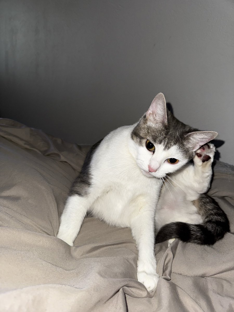 Viktoria || MsFruitcupx tweet media