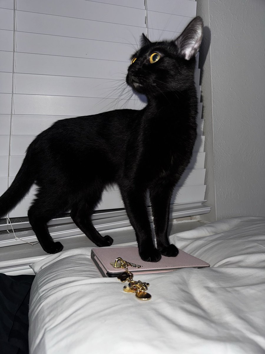 Viktoria || MsFruitcupx tweet media