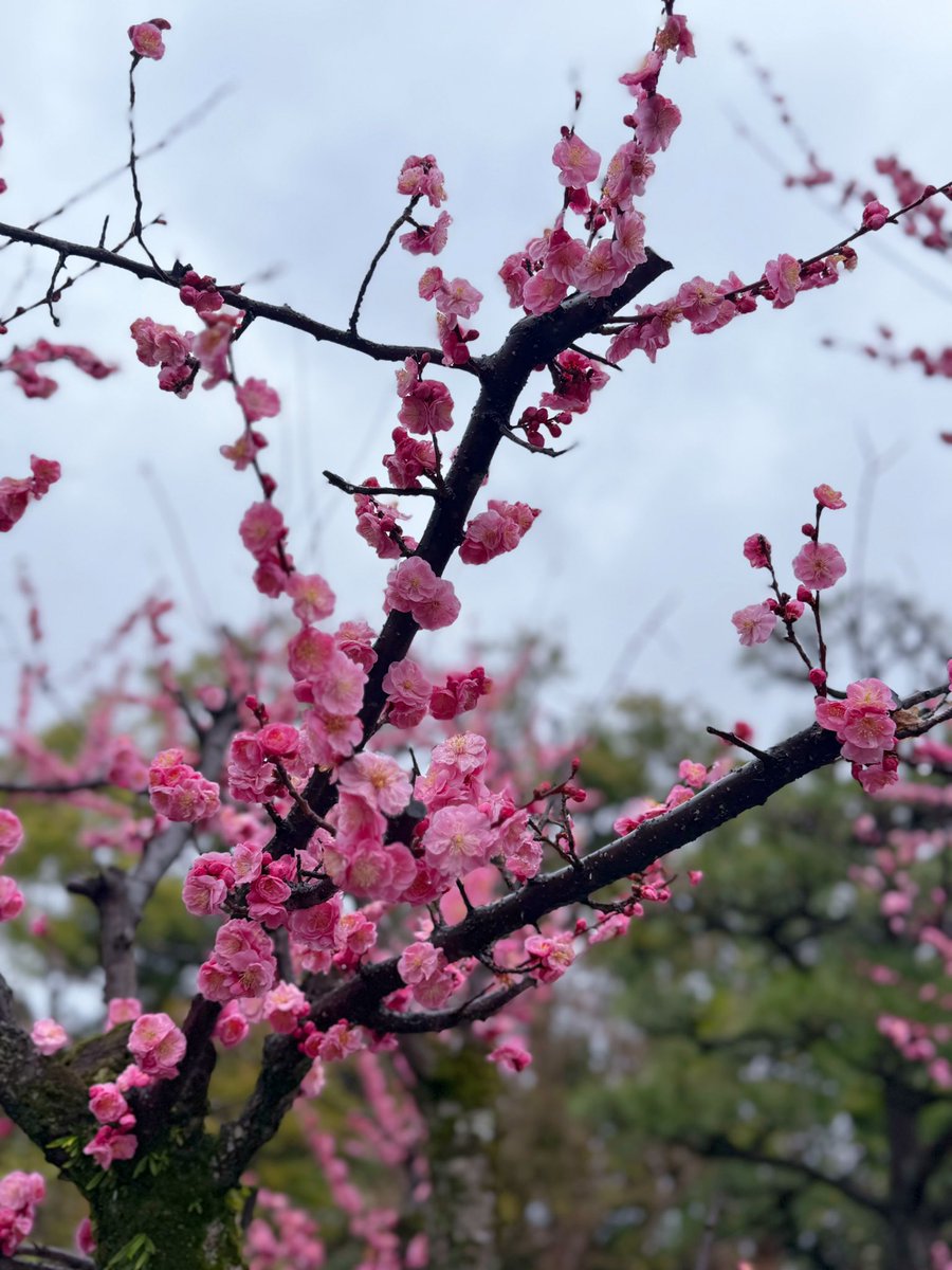 ~ 2026.3.3 ~
ひな祭り 🎎🌸.⋆𝜗𝜚

毎年飾ってくれて、ありがとう🤍💖
今年は、たくさんのお雛様を見ることができて
心が和みました☺️🎀🌼

これからも、
健やかに歩んでいけますように🪷🫧