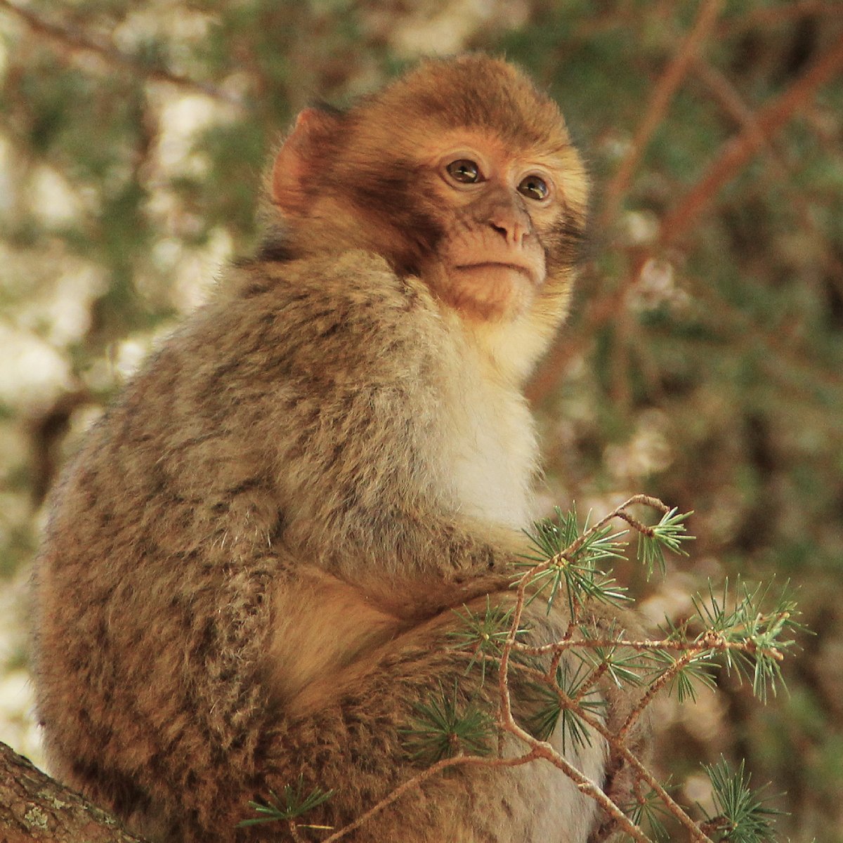 AAP_Europe's tweet photo. Happy #WorldWildlifeDay! 🌍At AAP, we believe that wild animals belong in nature. That's why our #BornToBeWild project helps return rescued Barbary macaques to their natural habitat in Morocco's Middle Atlas mountains. Find out more: https://t.co/s9mHJWuk6u
#WildAnimalsNotPets https://t.co/QmqW0H0GDE