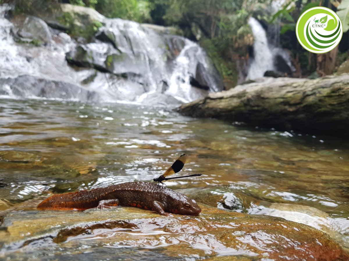 ctnc2019's tweet photo. 🌳🦦Celebrating World Wildlife Day 2026

Observed annually on 3 March, World Wildlife Day was proclaimed by the United Nations in 2013 to mark the anniversary of the signing of CITES in 1973. The day celebrates the rich diversity of wild animals and plants while raising awareness about the urgent need for conservation.

🐢The theme for 2026, “Medicinal and Aromatic Plants: Conserving Health, Heritage and Livelihoods,” highlights the vital role that medicinal and aromatic plants play in healthcare systems, cultural traditions, and local economies. Many of these plant species are now at risk of extinction due to overharvesting, habitat loss, and climate change, emphasizing the importance of biodiversity protection.

Beyond plants, countless animal species are also endangered due to human activities. Pangolins are illegally trafficked for their scales and meat, big cats are exploited for traditional medicine, and habitat destruction driven by deforestation and industrial agriculture continues to threaten wildlife survival. Factory farming further contributes to climate change, intensifying pressure on ecosystems worldwide.

🐒 World Wildlife Day is also an opportunity to reflect on the welfare of captive animals. Many wild animals are taken from their natural habitats or bred in captivity and forced to perform in tourist attractions, amusement parks, or mobile zoos. Despite marketing claims of sustainability or ethical treatment, these animals often endure harsh training methods and unnatural living conditions for commercial gain.

1. Trachypithecus delacouri (CR)
2. Cuora picturata (CR)
3. Indotestudo Elongata (CR)
4. Paramesotriton deloustali (LC)

Photo by: CTNC
#CTNC #Wildlife #Biodiversity #Conservation #Communities #Awareness #NatureReserve #Technology #worldwildlifeday #worldwildlifeday2026