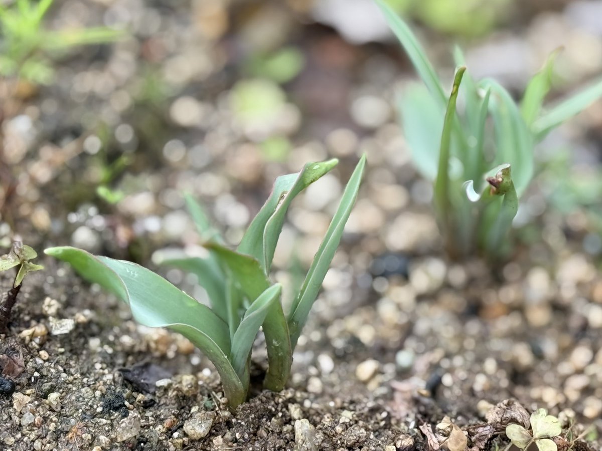 放ったらかしのシラーシベリカと
掘り起こし忘れのチューリップ
他にもいくつか芽吹いてた
放ったらかしでも育ってくれてありがとう〜😄
楽しみでウキウキです🌱🌷
