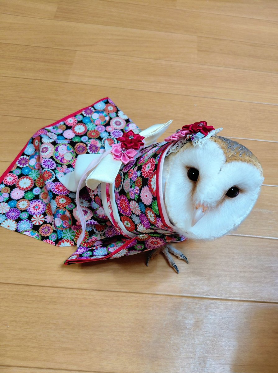 🌸🎎ひな祭り🌸だから
今日は🎎着物姿の🦉よなです🌸

#ふくろう   #ひな祭り