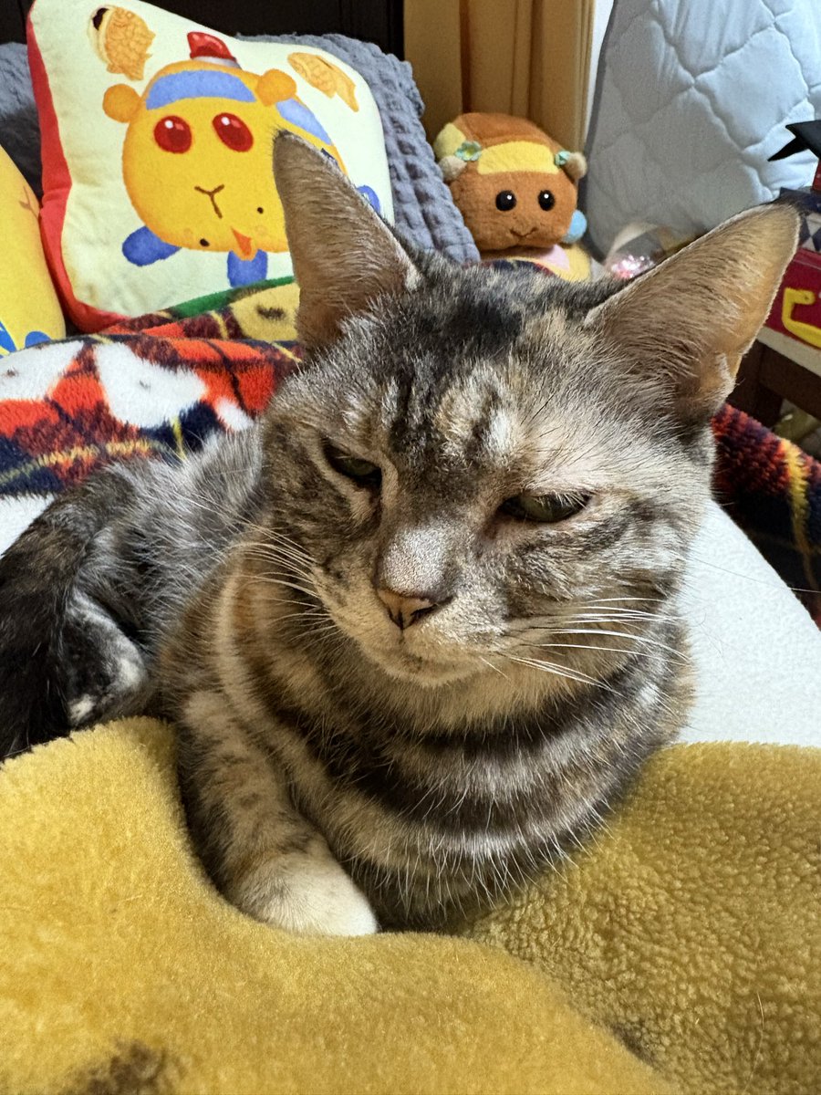 ふじこ (@0000Fuziko0000) / Posts / X