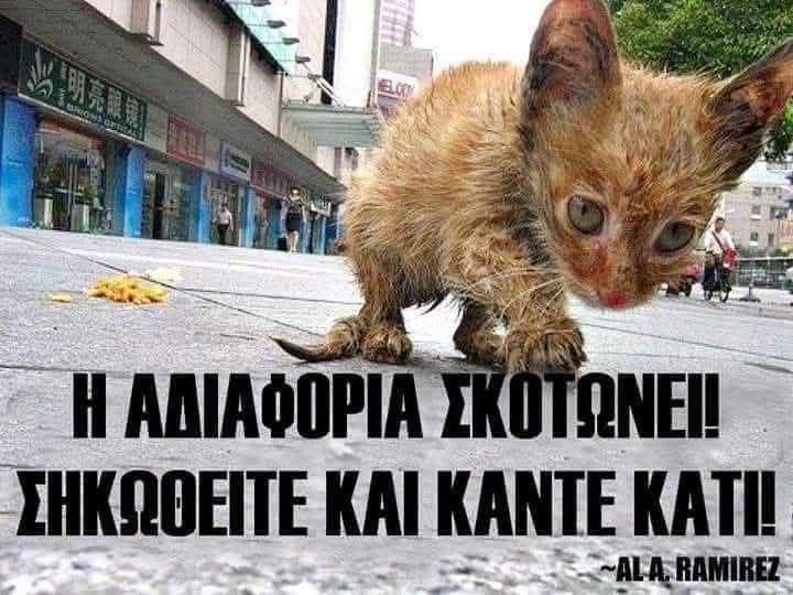 Τα φροντίζουμε 🐈🐈🐈🐈🐈🐈🐈🐈🐈🐈🐈🐈🐈🐈🐈🐈🐈🐈🐈🐈🐈🐈‍⬛🐈‍⬛🐈‍⬛🐈‍⬛🐈‍⬛🐈‍⬛🐈‍⬛🐈‍⬛🐈‍⬛🐈‍⬛🐈‍⬛🐈‍⬛🐈‍⬛🐈‍⬛🐈‍⬛🐈‍⬛🐈‍⬛🐱🐱🐱🐱🐱🐱🐱🐱🐱🐶🐶🐶🐶🐶🐶🐶🐕‍🦺🐕‍🦺🐕‍🦺🐕‍🦺🐕‍🦺🐕‍🦺🐕‍🦺🐕‍🦺🐕🐕🐕🐕🐕🐕🐕🐕🐕🦮🦮🦮🦮🦮🦮🦮🦮❤️❤️❤️❤️❤️❤️❤️❤️❤️❤️❤️❤️❤️❤️❤️❤️❤️❤️❤️❤️❤️❤️❤️❤️❤️❤️❤️❤️❤️❤️❤️❤️❤️❤️❤️❤️❤️❤️❤️❤️❤️❤️❤️❤️❤️❤️❤️❤️❤️❤️❤️❤️❤️