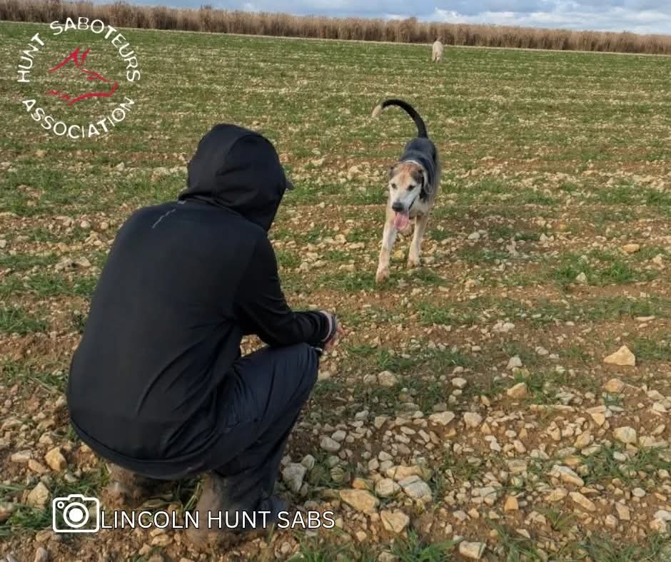 We are fast approaching the end of the fox and hare hunting seasons, with some hunts already finished, but rest assured sabs all over the country will keep getting out in the field to protect our wildlife. 

While these seasons may be coming to a close, stags will continue to be