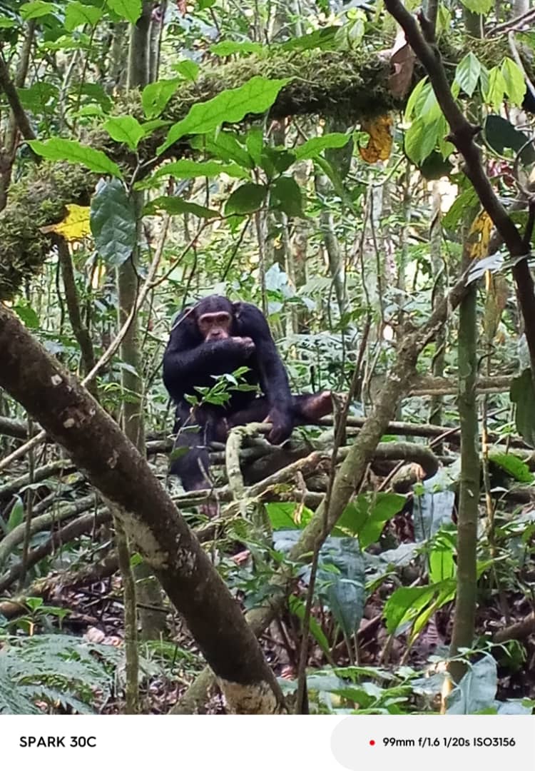 Kwikiriza Jed 🇺🇬🇷🇼🇰🇪🇹🇿🌴 tweet media