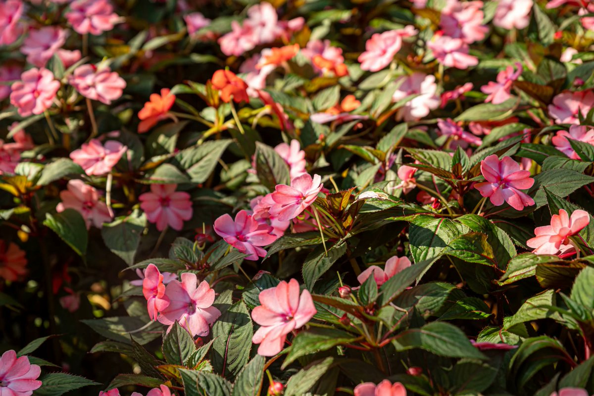 The 5 Best Family Photo Locations in the Illawarra for Autumn 2026      
Discover the best family photo locations in the Illawarra for Autumn 2026, featuring... neesh.photography/in-front-of-th…