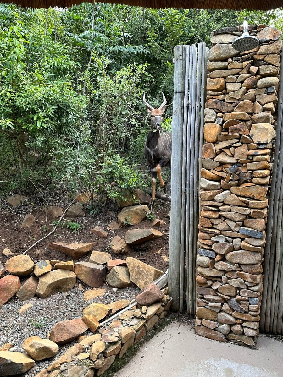 You never know who’s peaking. 

The bush has a way of dropping by when you least expect it. 🌿

📸 Guy Clewlow, Tripadvisor

#wildlife #repost #Nambitireserve #outdoors #travelidea #guestpic #plainsmoments