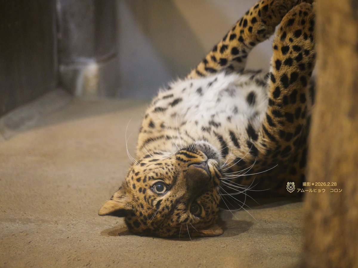 who dipped my snep in cheese